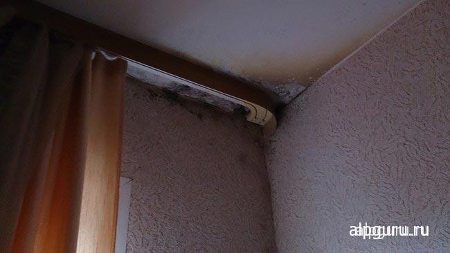 Стены и потолок поражены грибком